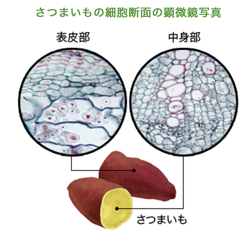 さつまいもの細胞断面