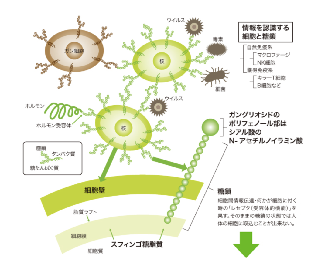 さつまいもの効果